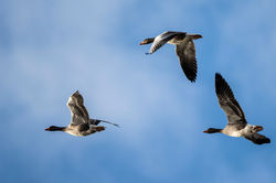 greylag01 cameronreservoir 300122