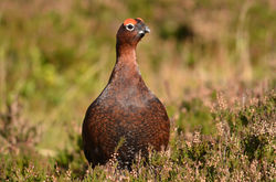 redgrouse13 achrois 031113