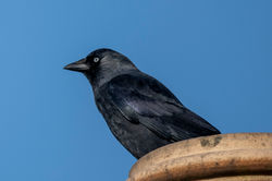 jackdaw01 elmwoodgolfcourse 220322