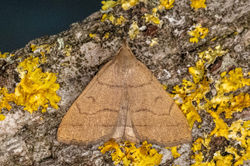 fanfoot01 kedlockfeus 120721