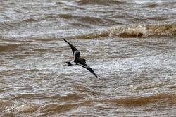 leachspetrel01 guardbridge 201023