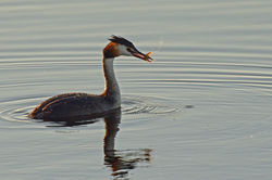 greatcrestedgrebe01 hamwall 220618