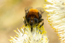 Eristalis intricaria01 bankheadmoss 190424