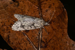 Diurnea fagella01 gaddonloch 230322