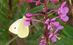 smallwhite01 tentsmuirpointnnr 170718