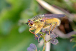 yellowdungfly01 mortonlochs 080417 