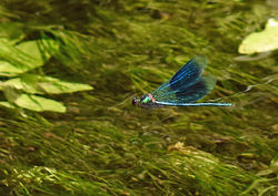 bandeddemoiselle10a cerneabbas 230618