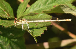 whiteleggeddamselfly02 alnersgorse 250618