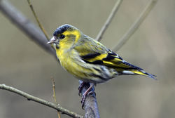 siskin04 kinnordy 050317
