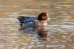 wigeon02 carphin 201125