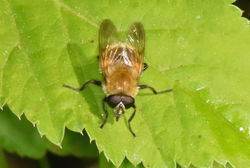 Criorhina berberina02 magusmuir 010618