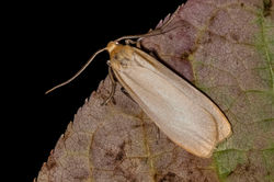 bufffootman01 gaddonloch 210822