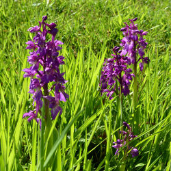 earlypurpleorchid2 dunmara 130514