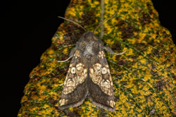 frostedorange02 tentsmuirpoint 041024