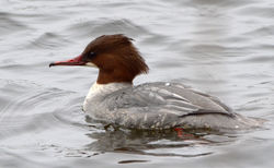 goosander02 gaddonloch 060216