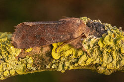 cloudeddrab02 kedlockfeus 080421