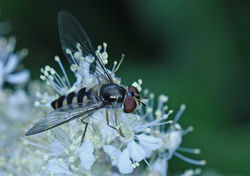 Meliscaeva auricollis01 birnieloch 04081