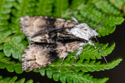 aldermoth01 hartsop 090626