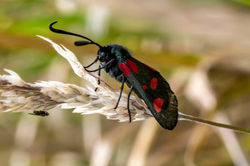 narrowborderedfivespotburnet05 kilminning 110722