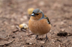 chaffinch01 gaddonloch 010421