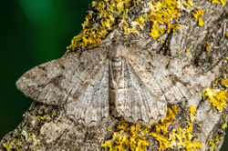 mottledbeauty01 kedlockfeus 100721