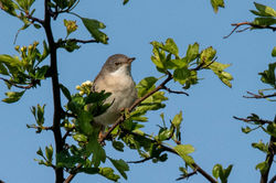whitethroat01 mortonlochs 010621