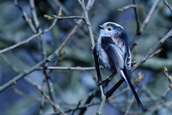 longtailedtit01 kilconquharloch 250318