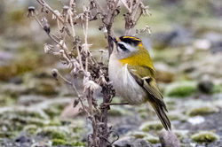 firecrest02 lowerkilminning 301023