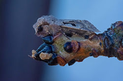 hebrewcharacter01 kedlockfeus 080321