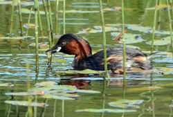 littlegrebe mortonlochs 270615