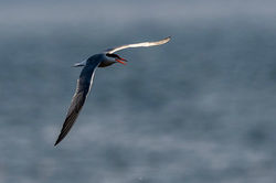 commontern01 elie 250825
