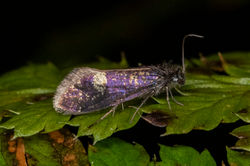 Eriocrania01 magusmuir 060424