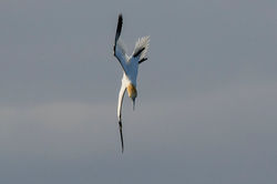 gannet06 earlsferry 240423