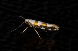 Argyresthia brockeella01 tentsmuirpoint 080722