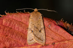 yellowlinequaker01 kedlockfeus 210921