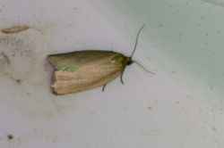 timothytortrix01 tentsmuirpoint 110821