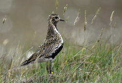 goldenplover04 paible 200617