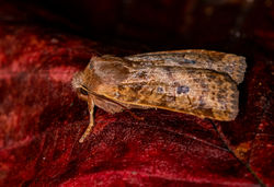 chestnut02 kedlockfeus 260921