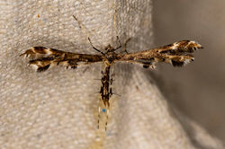 Capperia britanniodactylus01 elmwoodgolfcourse 260622