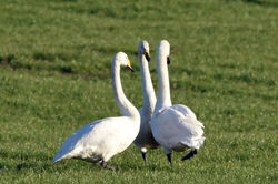 whooperswan02 kincaple 160217