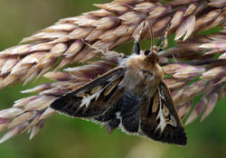 antlermoth01 balnaguard 250717
