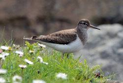 commonsandpiper southharris 260514