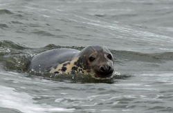 greyseal01 tentsmuirpoint 081118