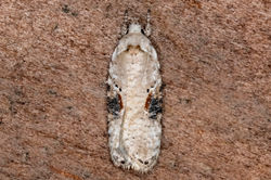 Agonopterix alstromeriana02 tentsmuirpoint 110923