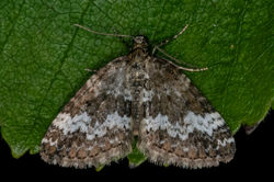 smallrivulet01 bankheadmoss 250624