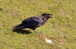 raven01 harris 140616
