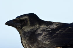 carrioncrow02 westsands 110117