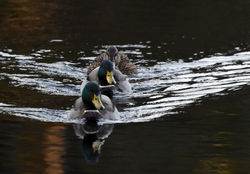 mallard01 mortonlochs 291216
