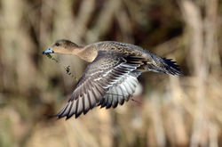 wigeon9 lochbirnie 080215