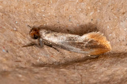 Tinea semifulvella01 fleecefaulds 060723